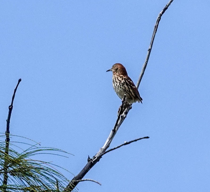 Brown Thrasher - ML152827671