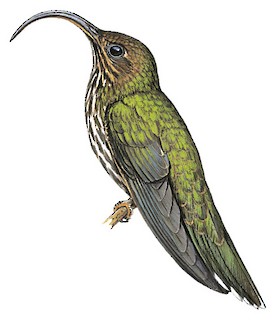Trochilidae - Hummingbirds - Birds of the World