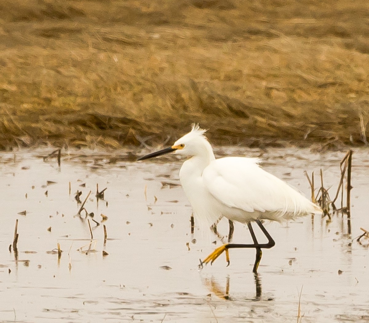 Snowy Egret - ML152830481