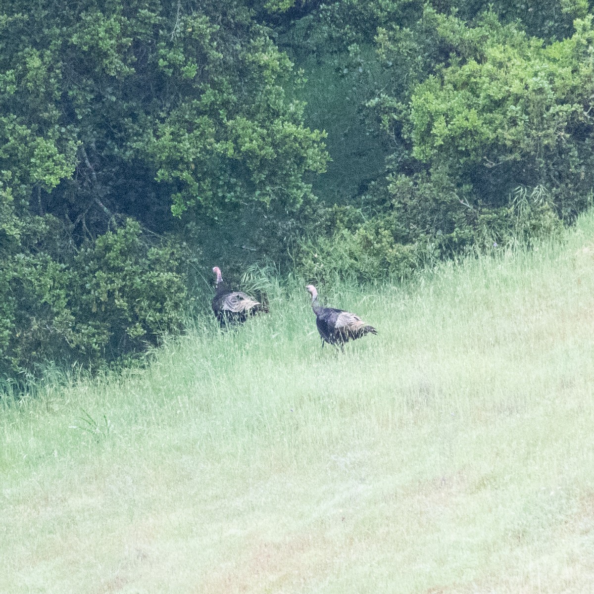 Wild Turkey - ML152832461