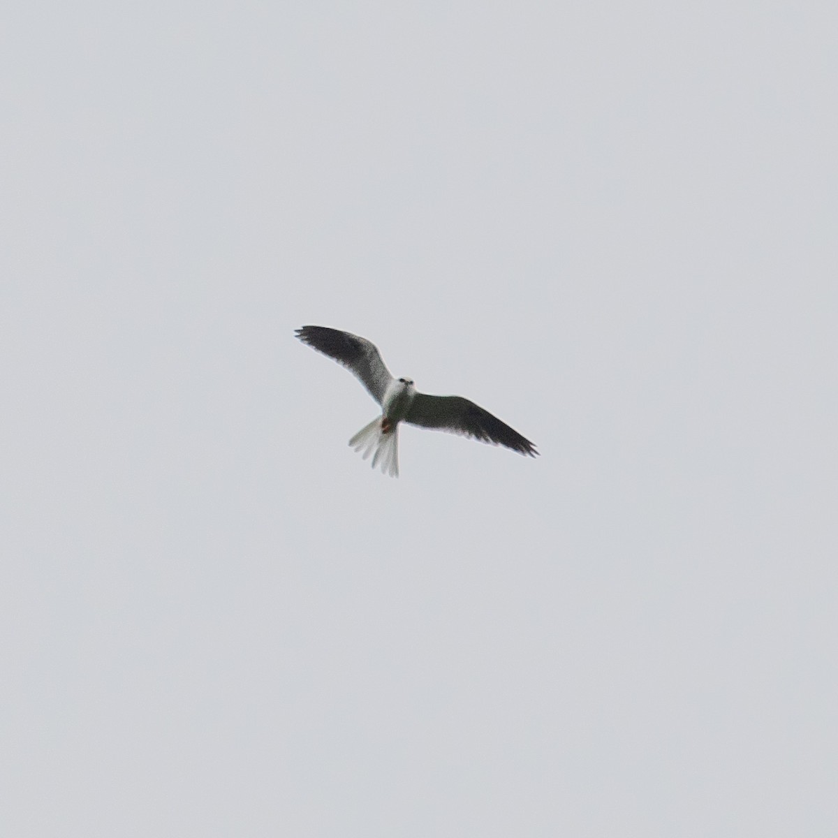 White-tailed Kite - ML152832671