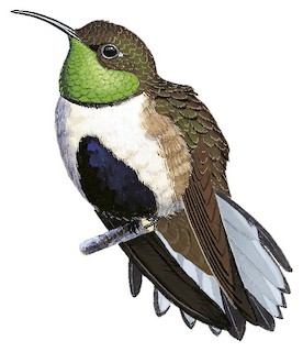White-sided Hillstar