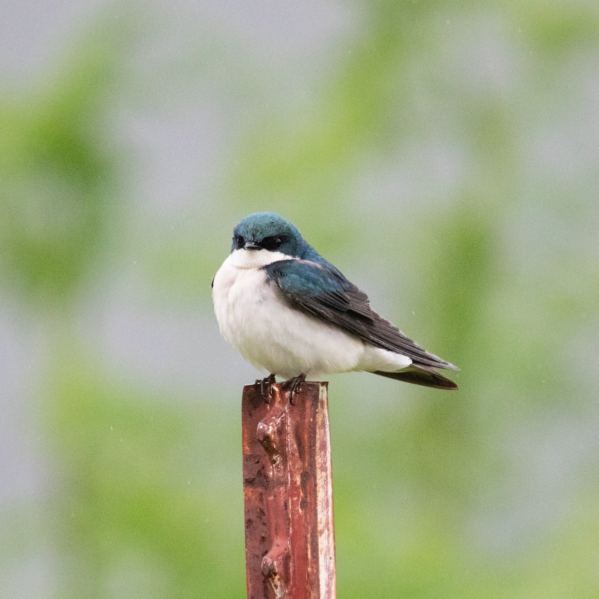 Tree Swallow - ML152833421