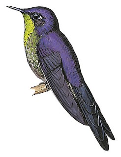 Ramphomicron microrhynchum bolivianum