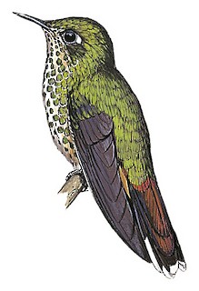 Ramphomicron microrhynchum microrhynchum