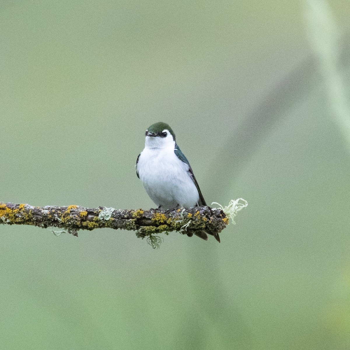 Violet-green Swallow - ML152833621