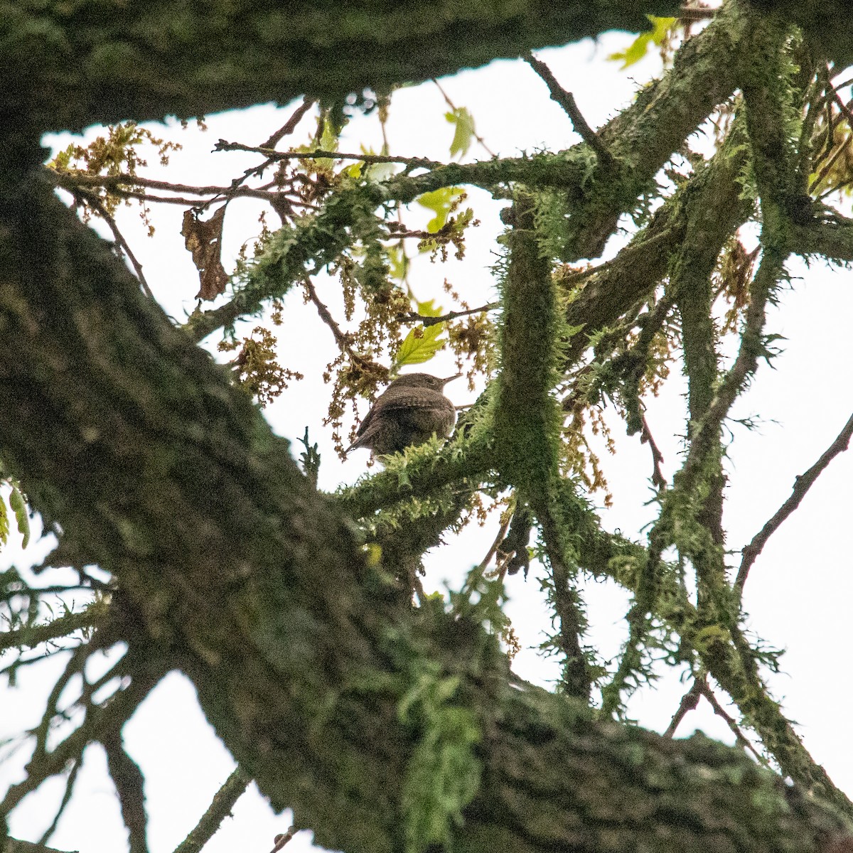 Northern House Wren - ML152833841
