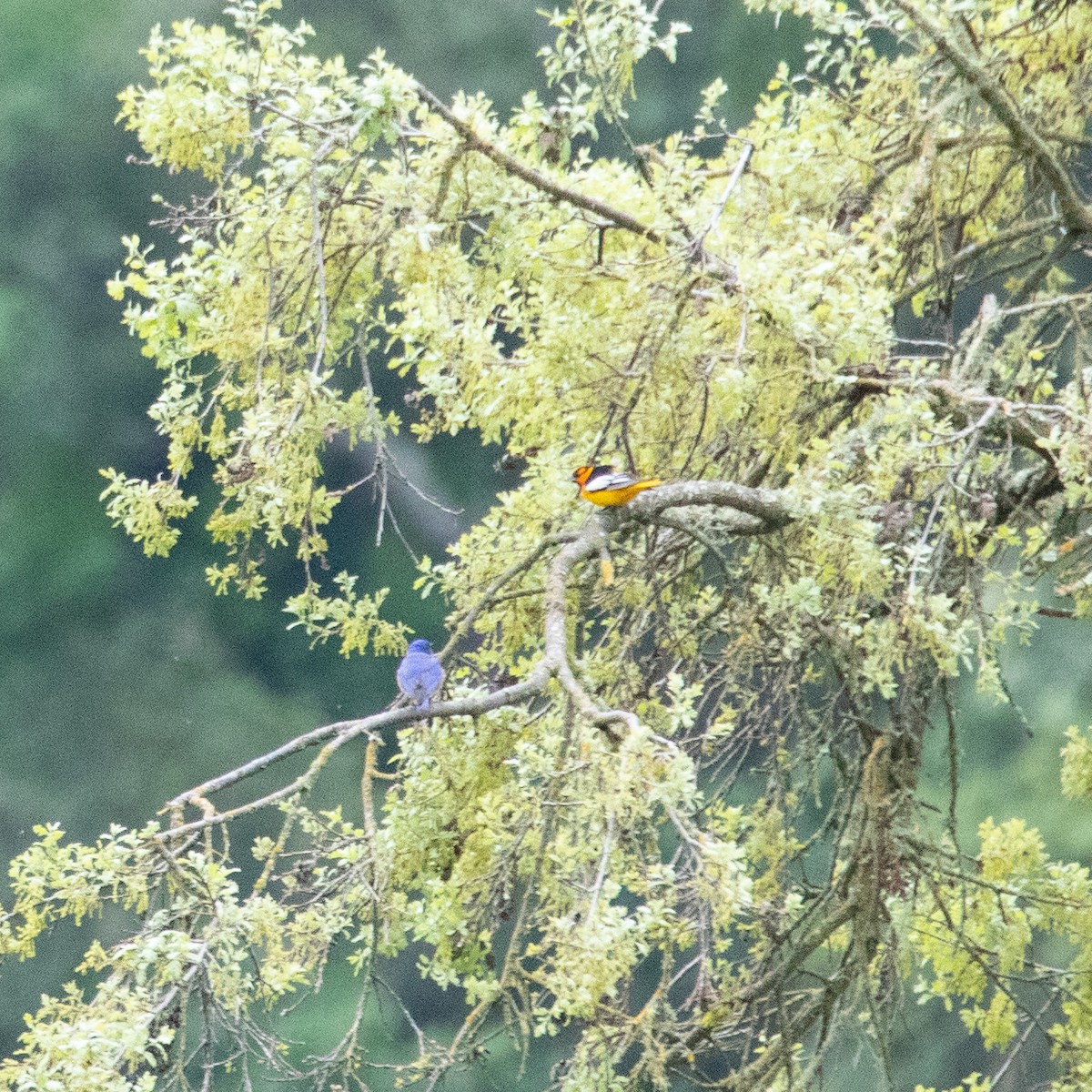 Bullock's Oriole - ML152834041