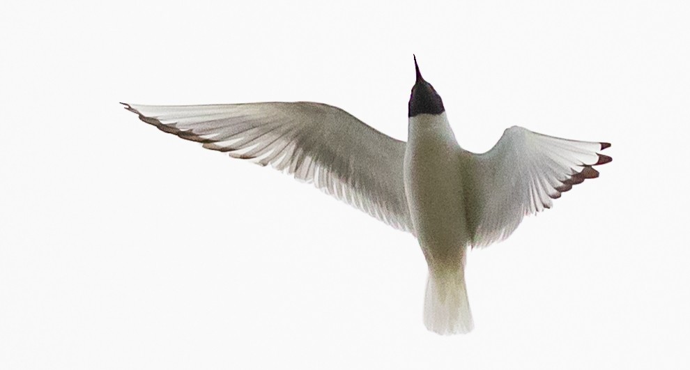 Bonaparte's Gull - ML152835671