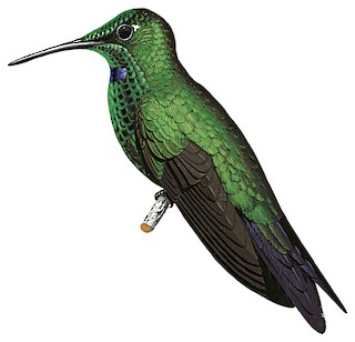 Green-crowned Brilliant - Heliodoxa jacula - Birds of the World