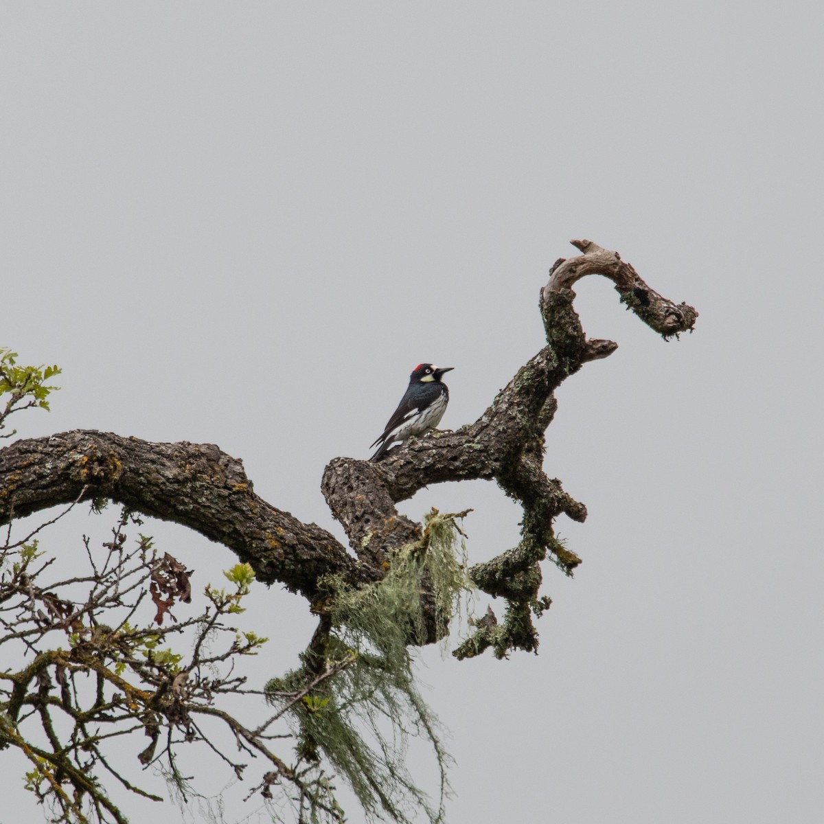 Acorn Woodpecker - ML152837141