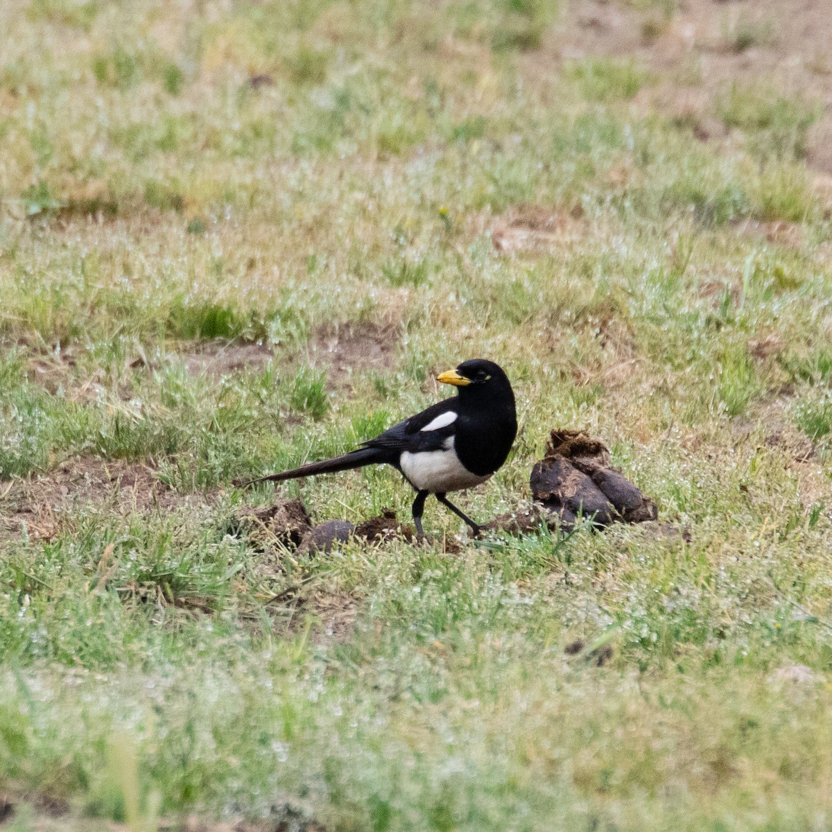 Yellow-billed Magpie - ML152838531