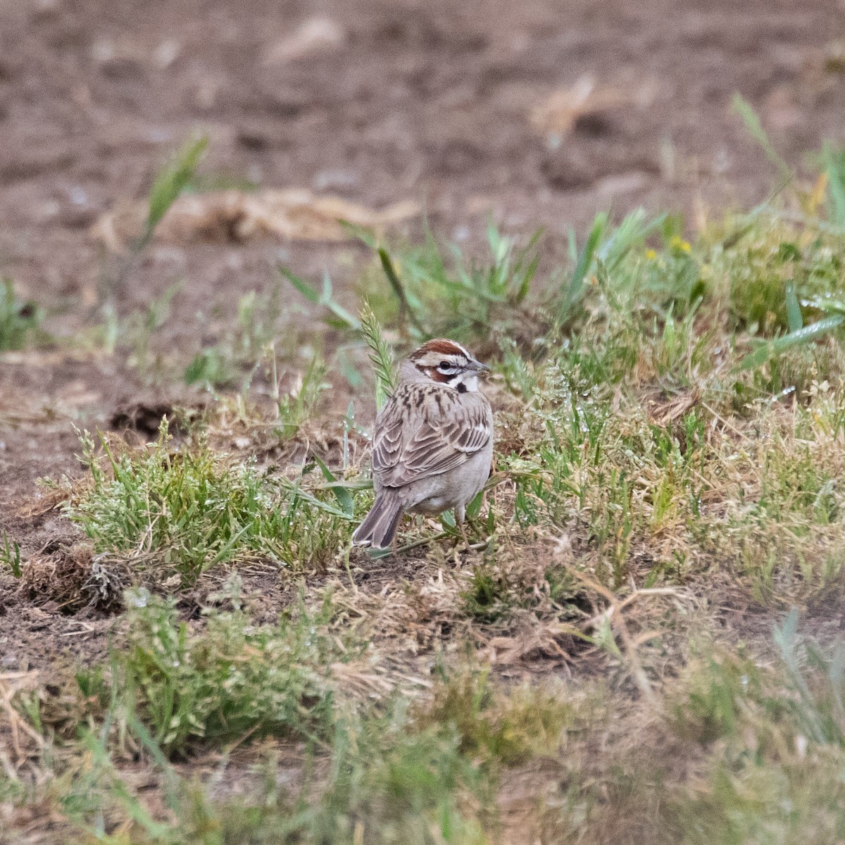 Lark Sparrow - ML152838751