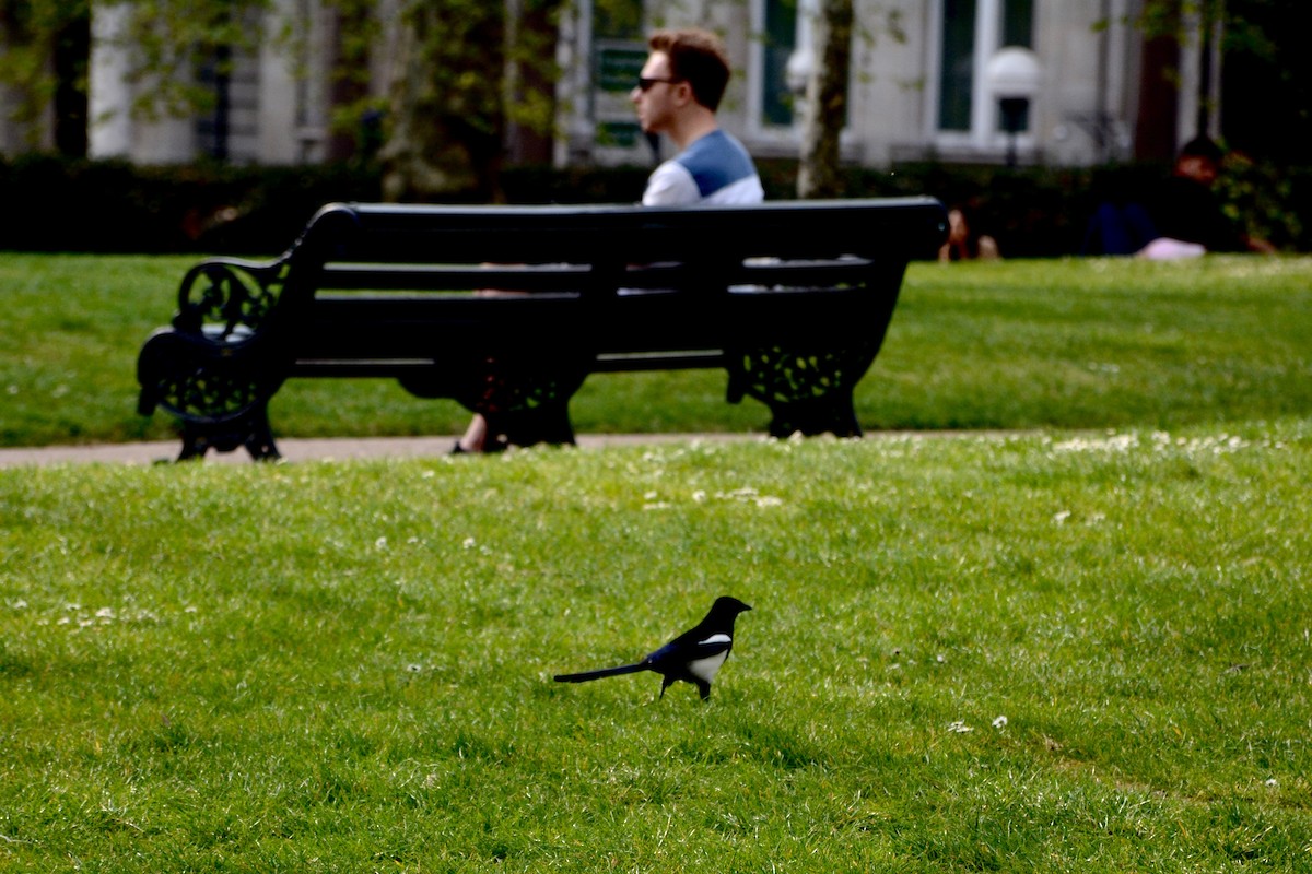 Eurasian Magpie - ML152839851