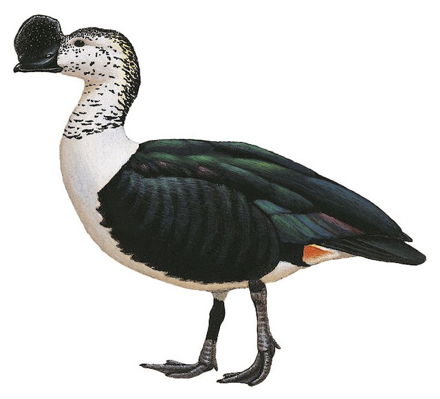 sarkidiornis melanotos sylvicola Comb Duck - Sarkidiornis sylvicola