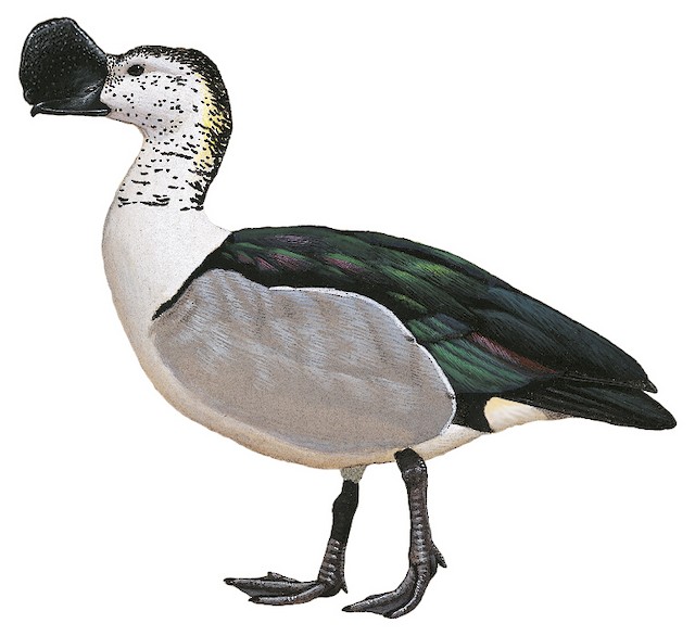 Knob-billed Duck - Sarkidiornis melanotos