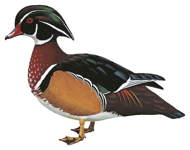 Wood Duck - Aix sponsa - Birds of the World