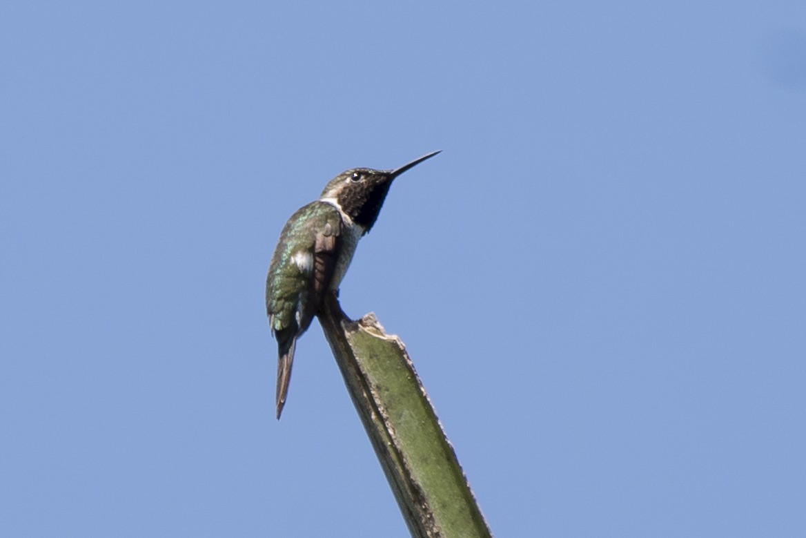 Colibrí Amatista - ML152846521