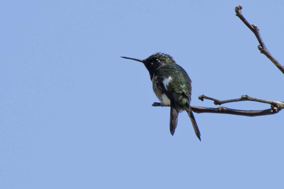 Colibri améthyste - ML152846531