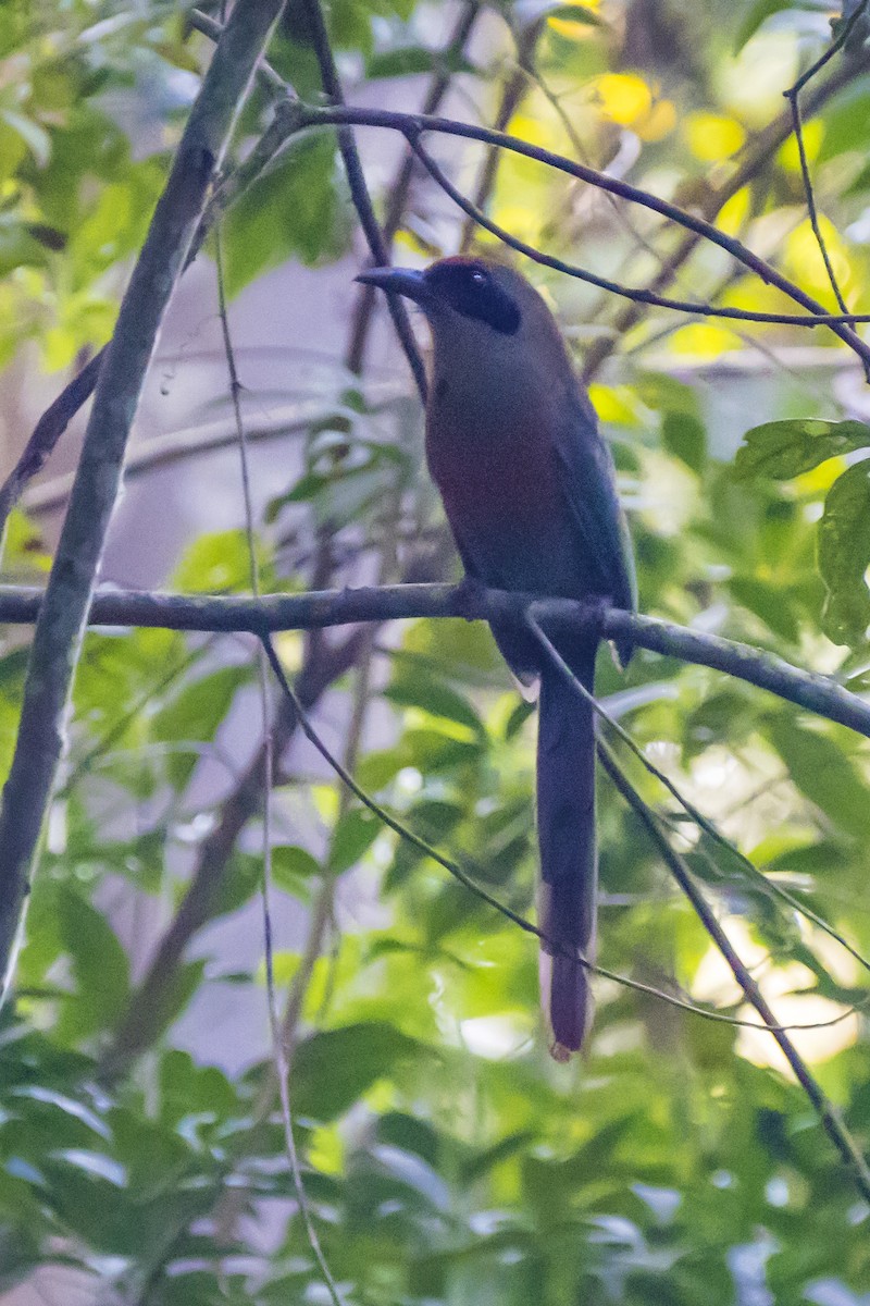 Rufous-capped Motmot - ML152846631