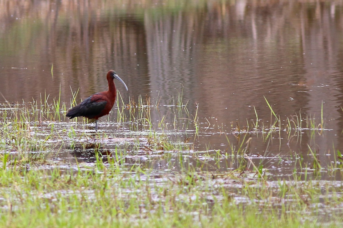 ibis hnědý - ML152847691