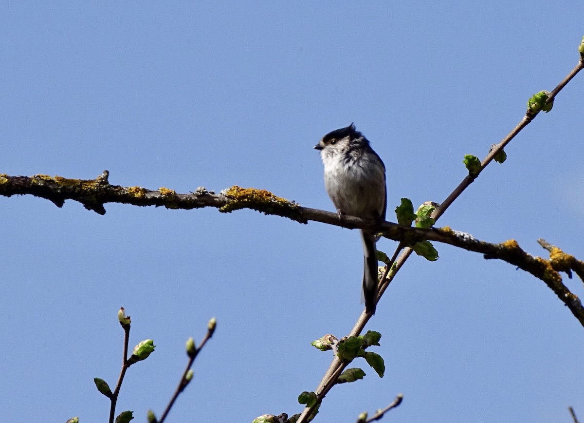 Long-tailed Tit - ML152847751