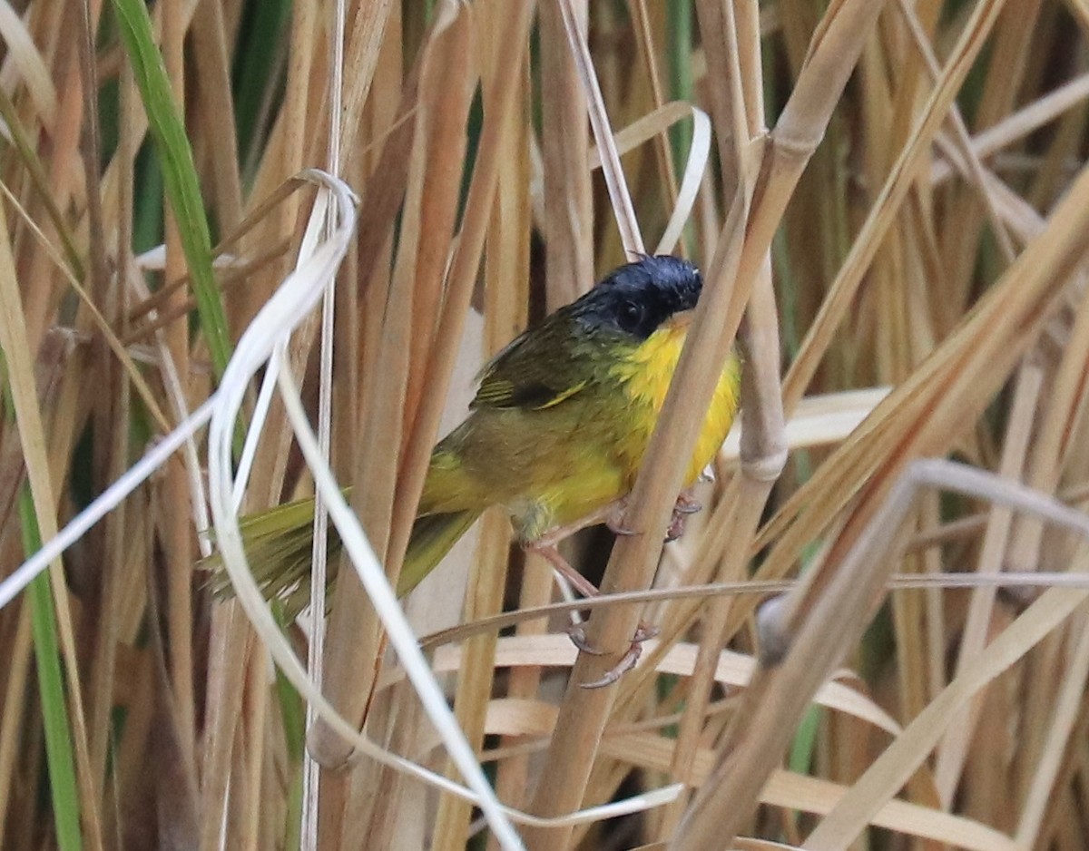 Gray-crowned Yellowthroat - ML152848011