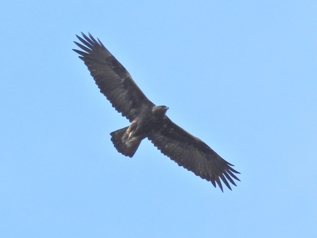 Golden Eagle - ML152848051