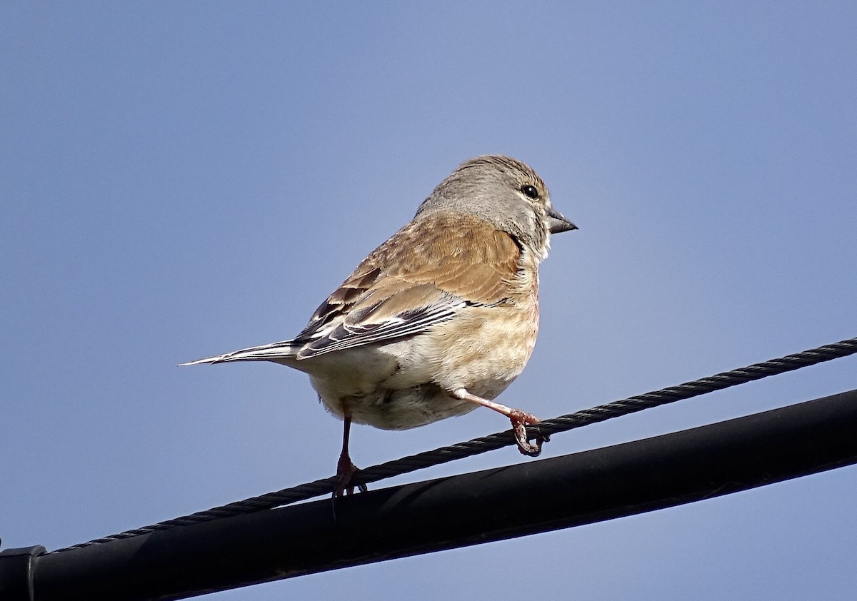 Eurasian Linnet - ML152848241