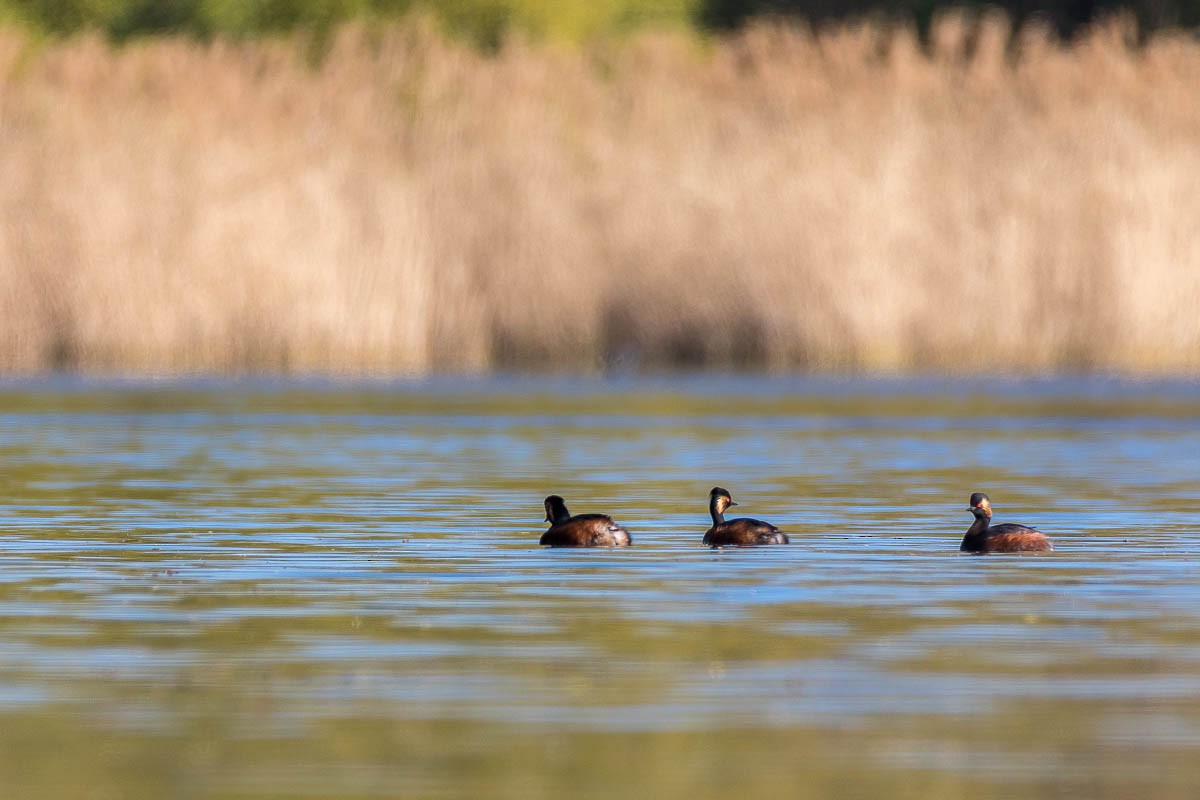 Eared Grebe - Honza Grünwald