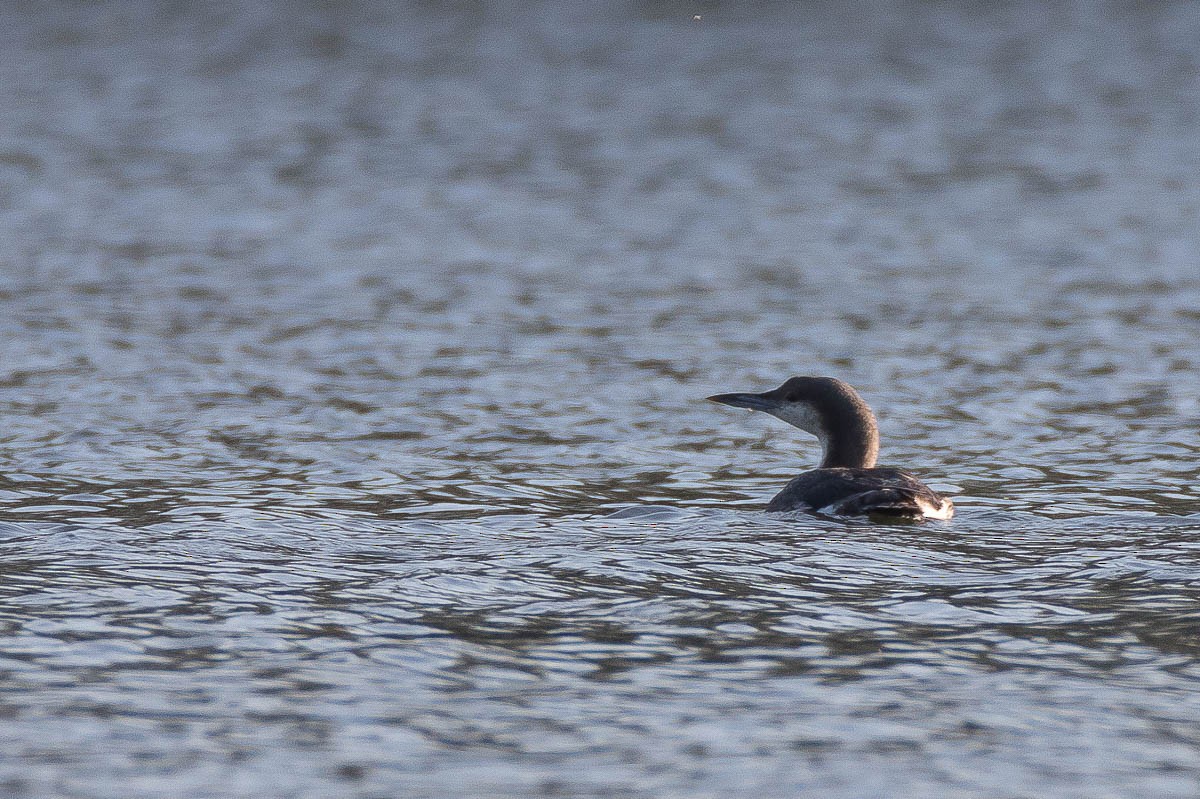 Arctic Loon - Honza Grünwald