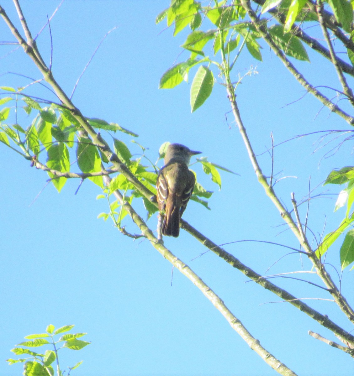 Great Crested Flycatcher - Tom Seador