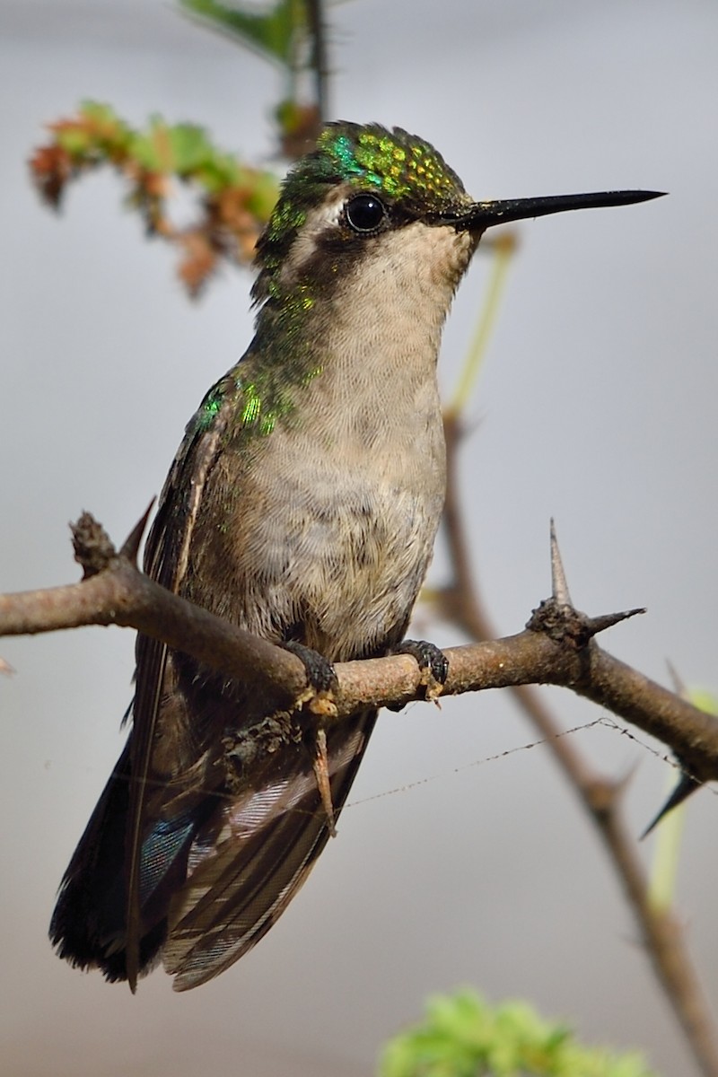 kolibřík modroocasý - ML152849841