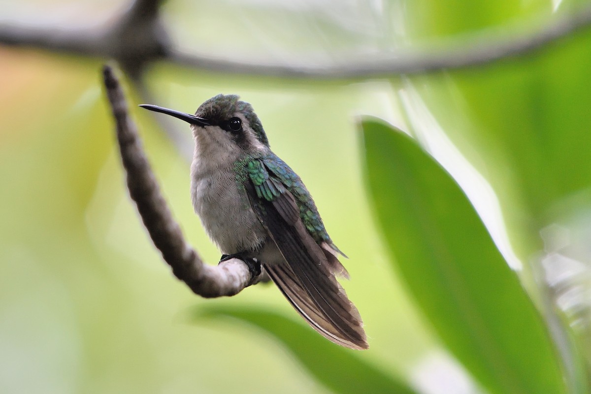 kolibřík modroocasý - ML152849881