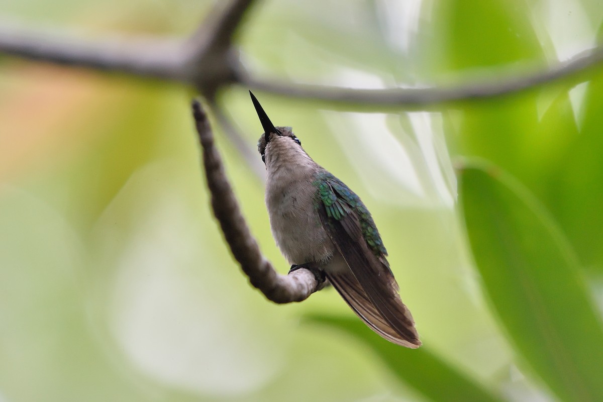 kolibřík modroocasý - ML152849891