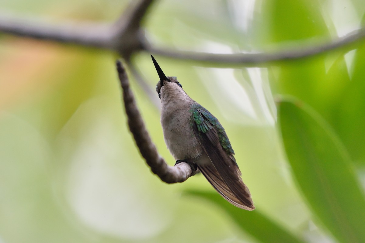 Blauschwanz-Smaragdkolibri - ML152849891