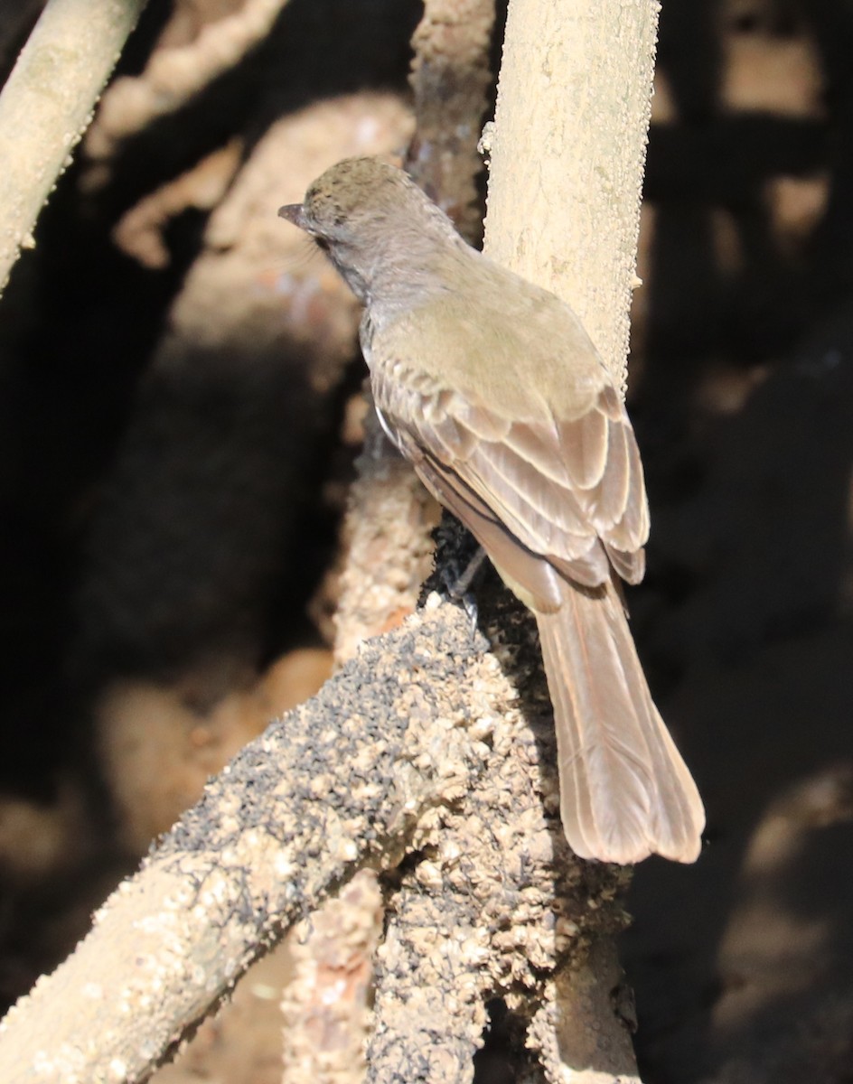 Panama Flycatcher - ML152850231