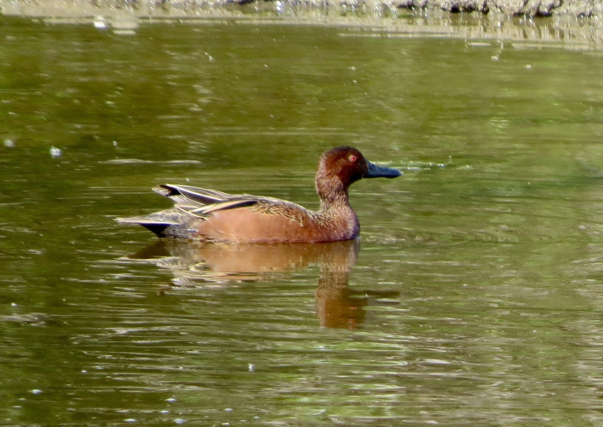 Cinnamon Teal - ML152850301