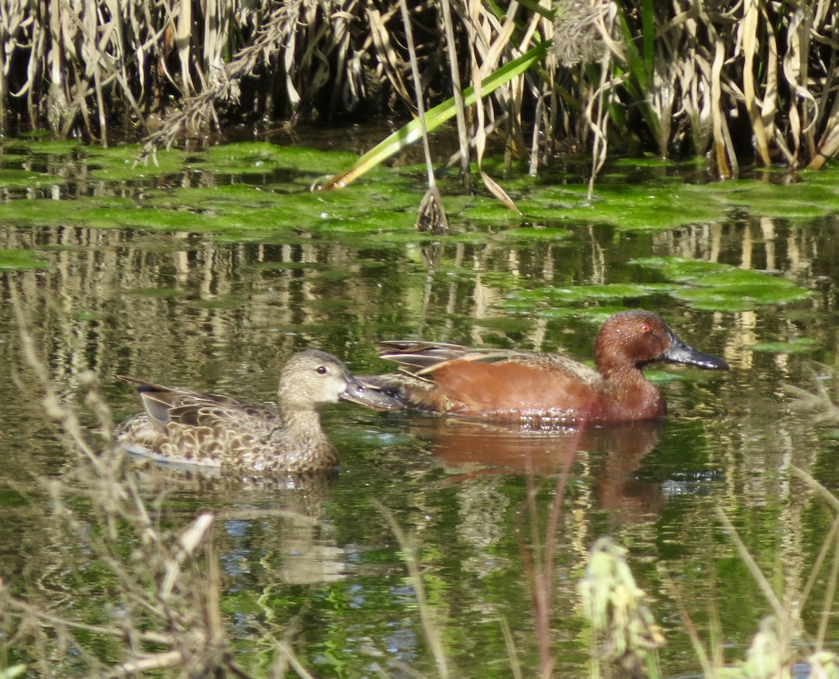 Cinnamon Teal - ML152850321