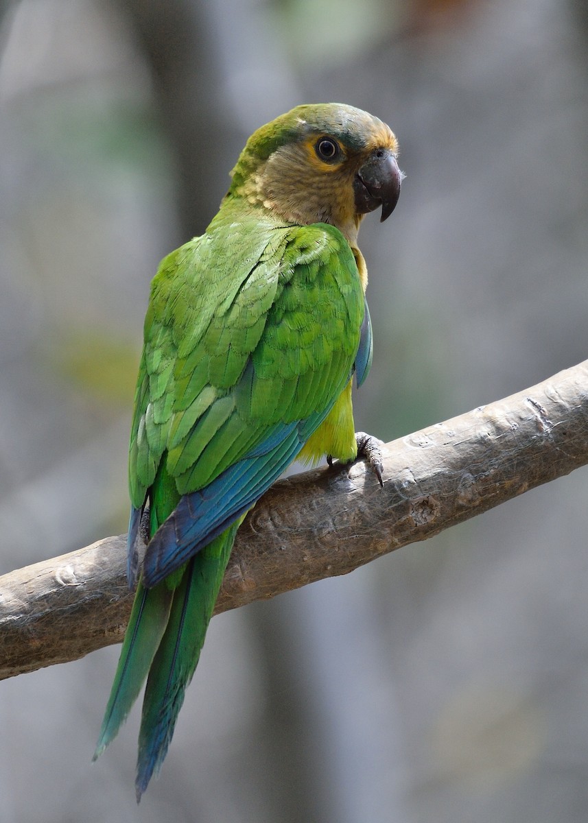 Brown-throated Parakeet - ML152850731