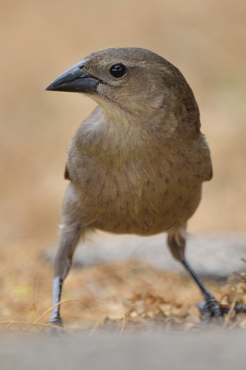 Shiny Cowbird - ML152850881