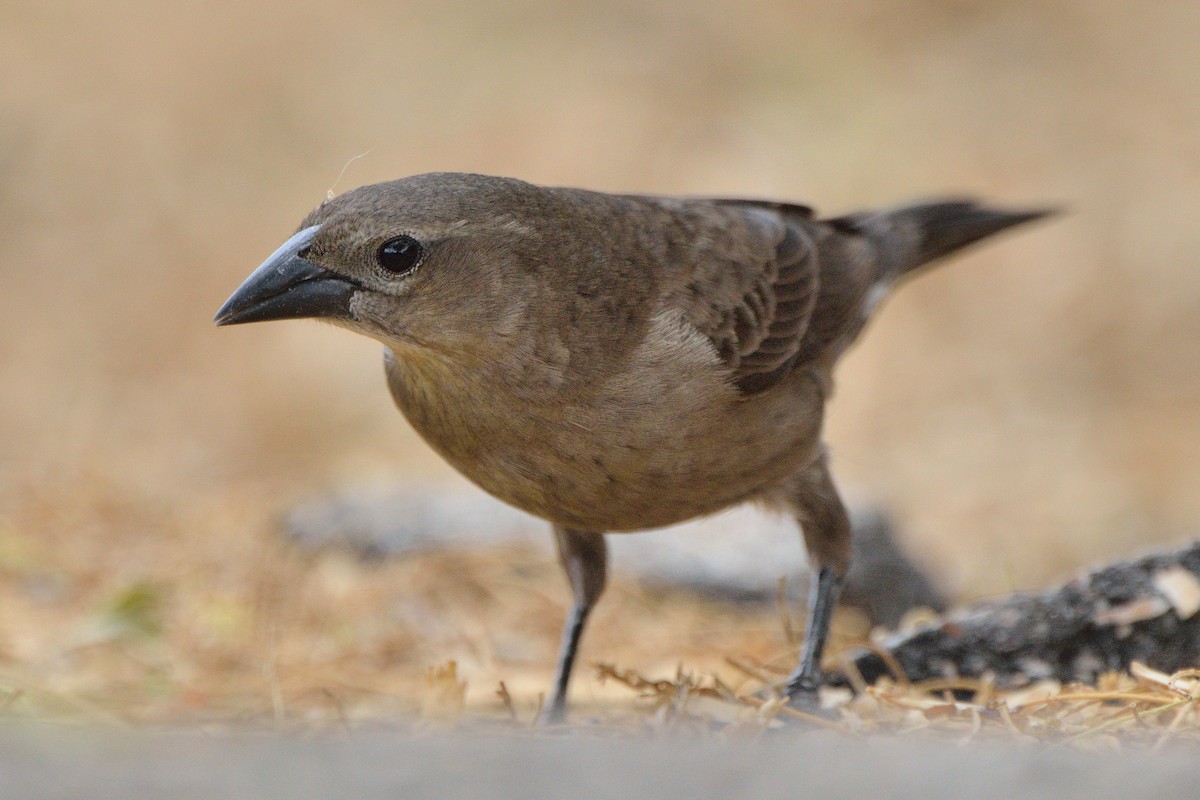 Shiny Cowbird - ML152850911