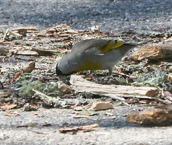 Lawrence's Goldfinch - ML152851441