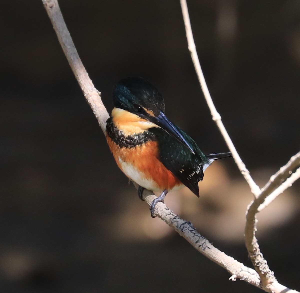 American Pygmy Kingfisher - ML152851511