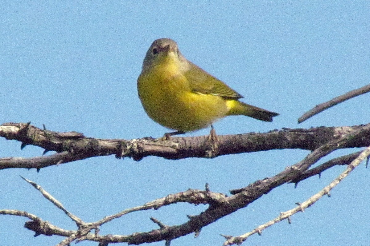 Nashville Warbler - ML152851801