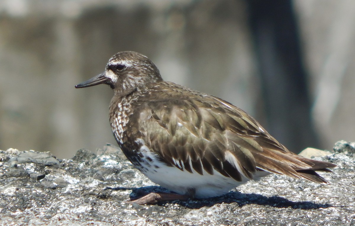 Black Turnstone - ML152851901