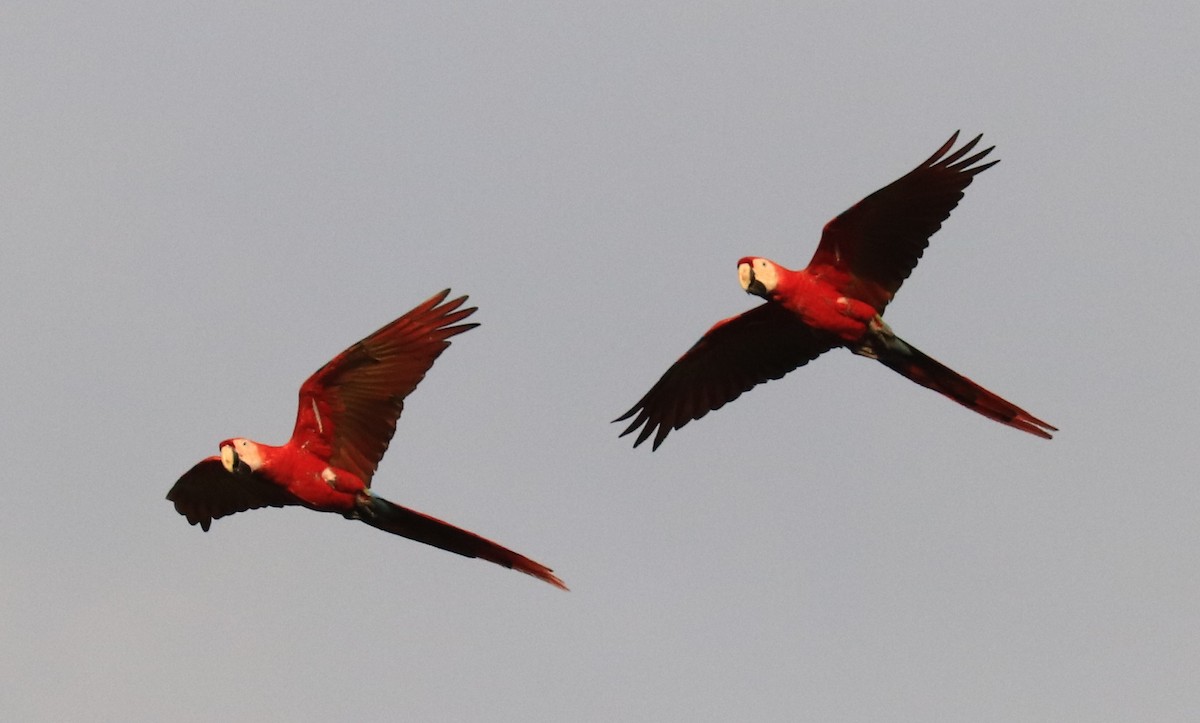 Scarlet Macaw - Don Coons