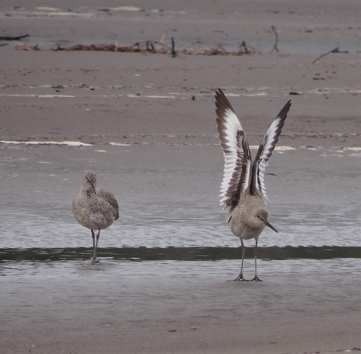 Willet - ML152854281