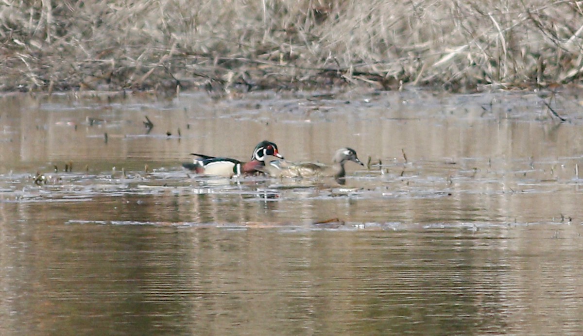 Wood Duck - Gary Jarvis