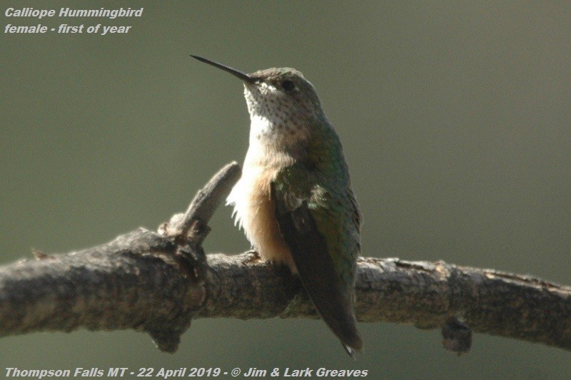 Colibrí Calíope - ML152854411